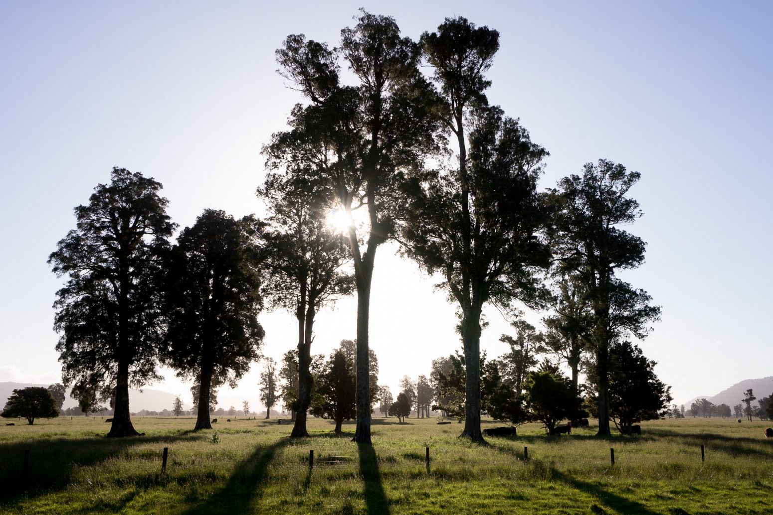 Westland NP, New Zealand